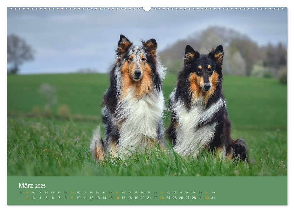 Der Collie der beste Hund der Welt (CALVENDO Premium Wandkalender 2025)