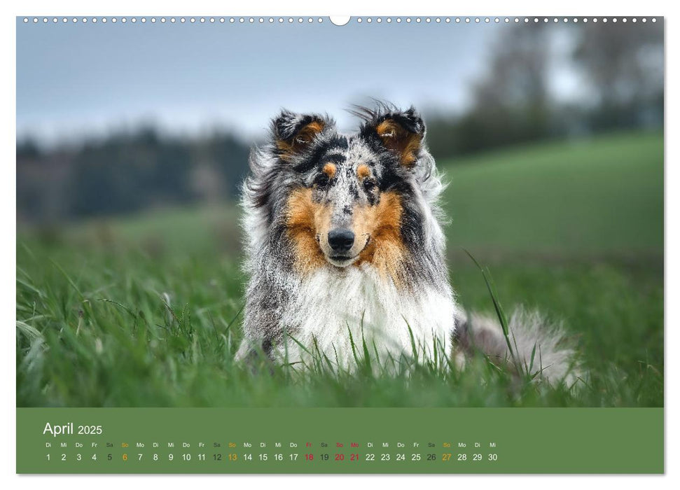 Der Collie der beste Hund der Welt (CALVENDO Premium Wandkalender 2025)