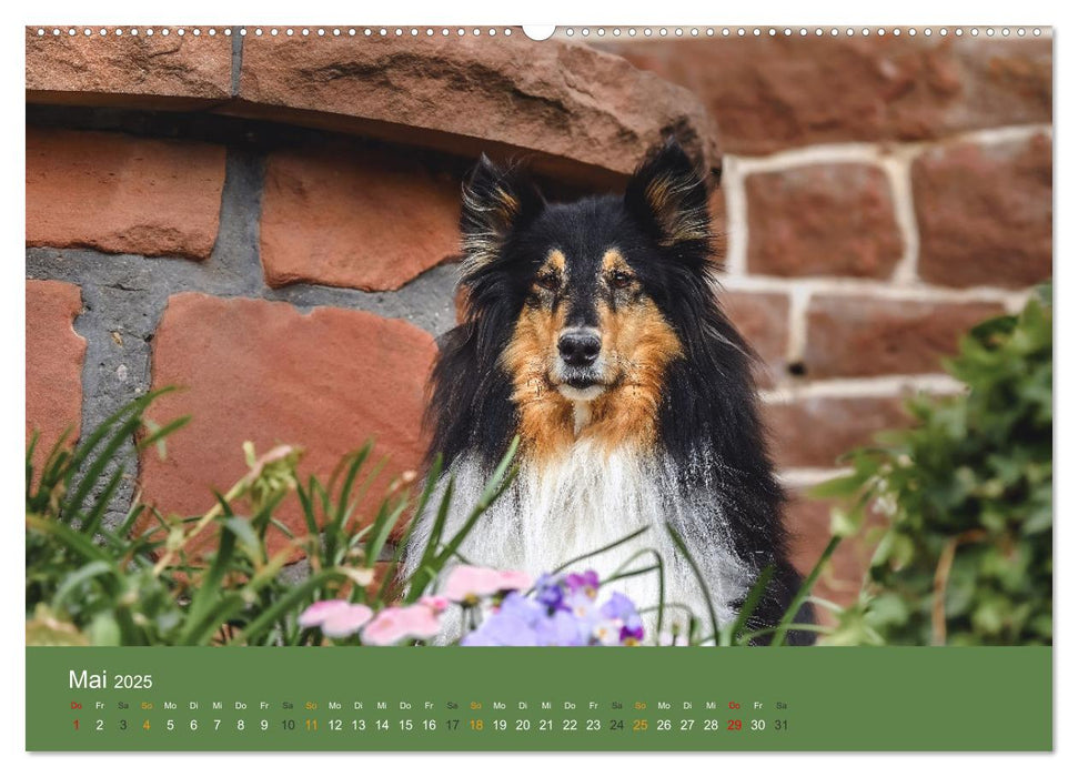 Der Collie der beste Hund der Welt (CALVENDO Premium Wandkalender 2025)