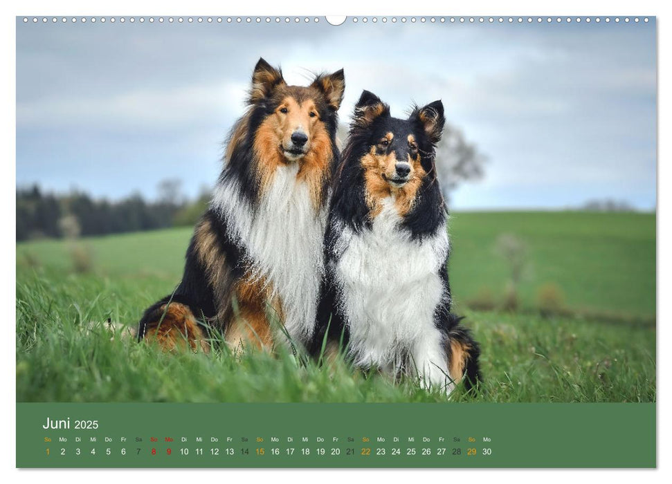 Der Collie der beste Hund der Welt (CALVENDO Premium Wandkalender 2025)