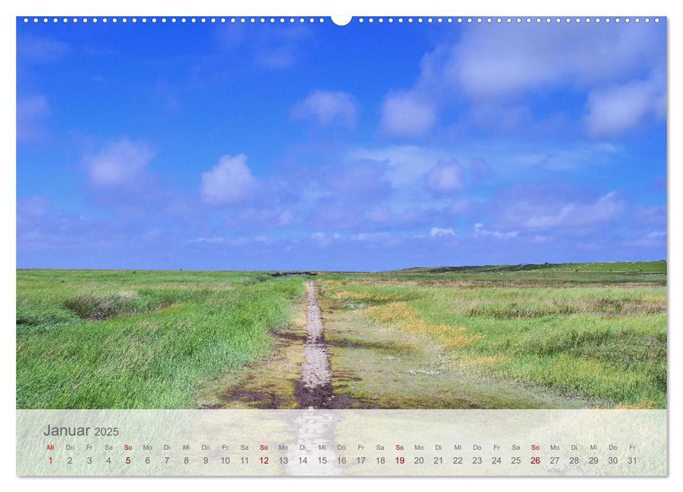 Salzwiesen, Schafe und Watt - Westerhever, ein Naturparadies an der Nordsee (CALVENDO Wandkalender 2025)