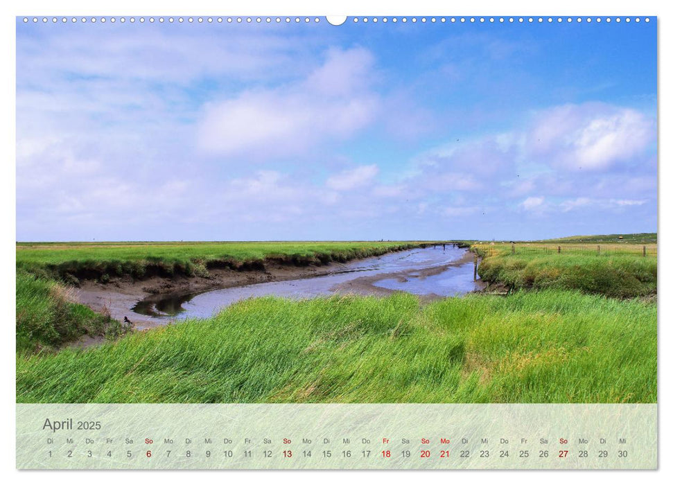 Salzwiesen, Schafe und Watt - Westerhever, ein Naturparadies an der Nordsee (CALVENDO Wandkalender 2025)