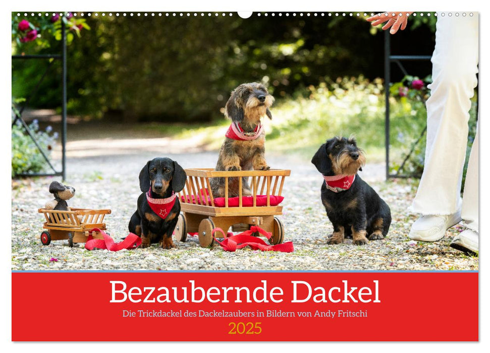 Bezaubernde Dackel (CALVENDO Wandkalender 2025)