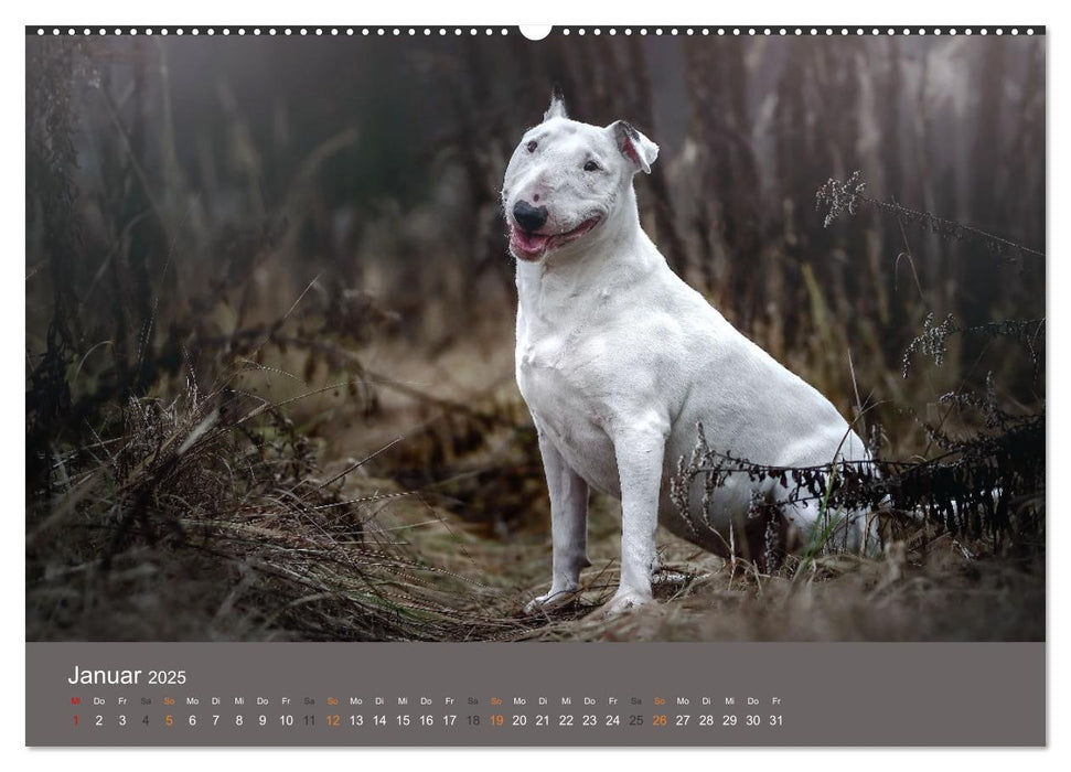 Der Bullterrier der beste Hund der Welt (CALVENDO Premium Wandkalender 2025)