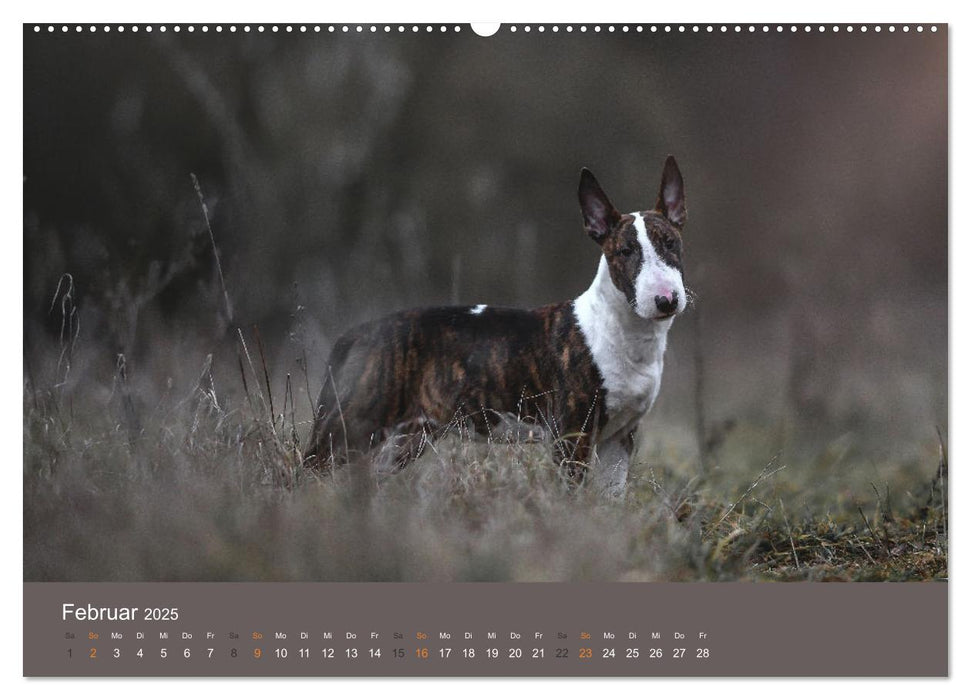 Der Bullterrier der beste Hund der Welt (CALVENDO Premium Wandkalender 2025)