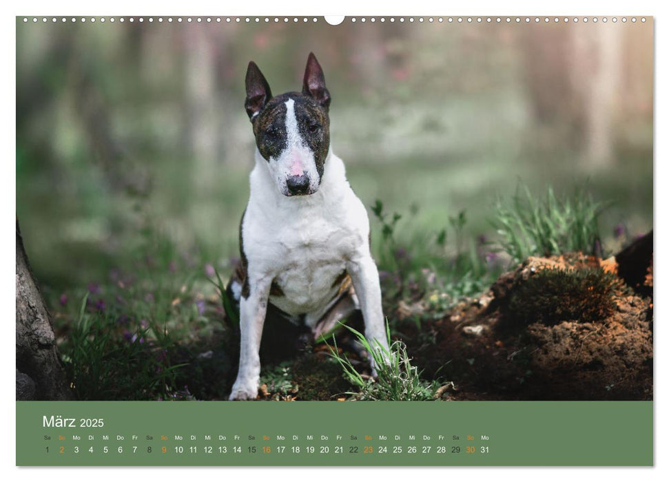 Der Bullterrier der beste Hund der Welt (CALVENDO Premium Wandkalender 2025)