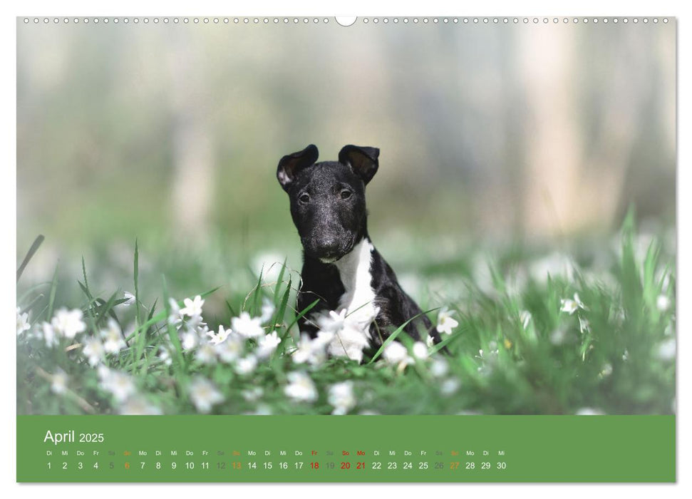 Der Bullterrier der beste Hund der Welt (CALVENDO Premium Wandkalender 2025)