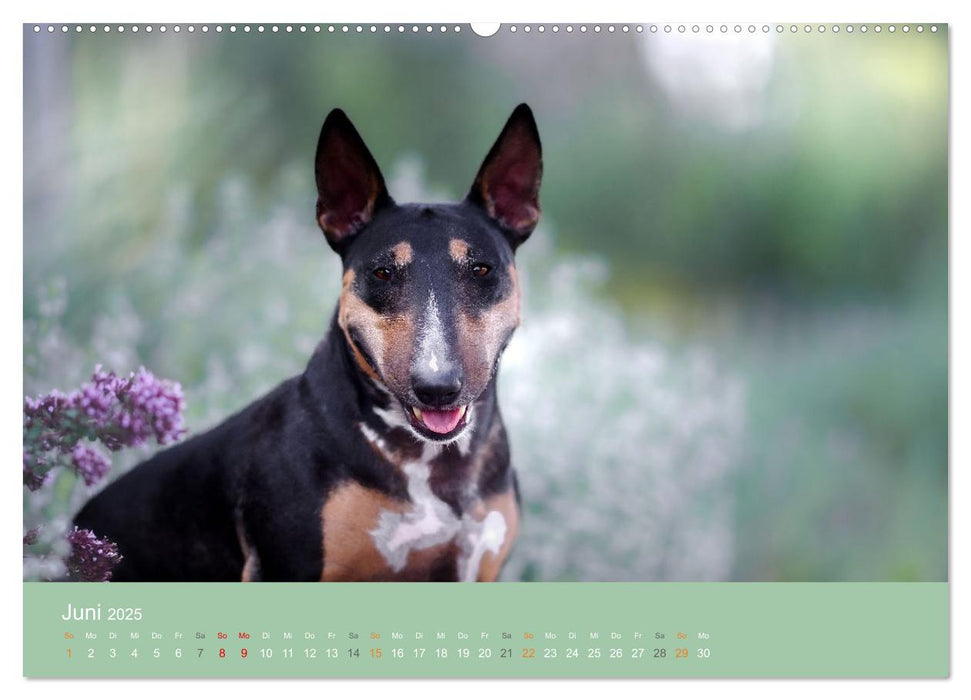 Der Bullterrier der beste Hund der Welt (CALVENDO Premium Wandkalender 2025)