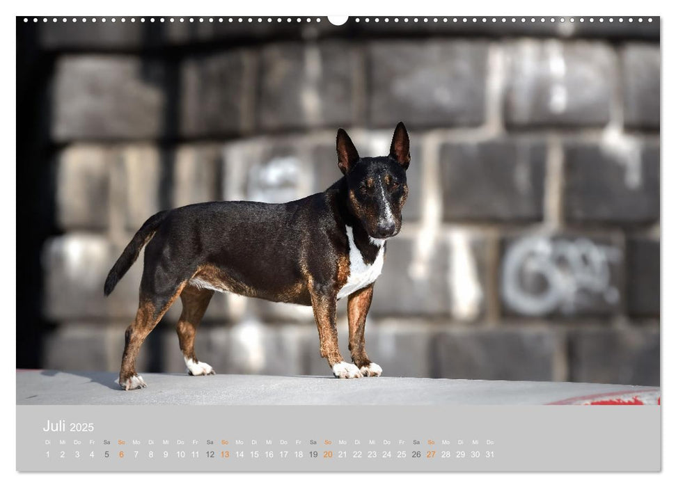 Der Bullterrier der beste Hund der Welt (CALVENDO Premium Wandkalender 2025)