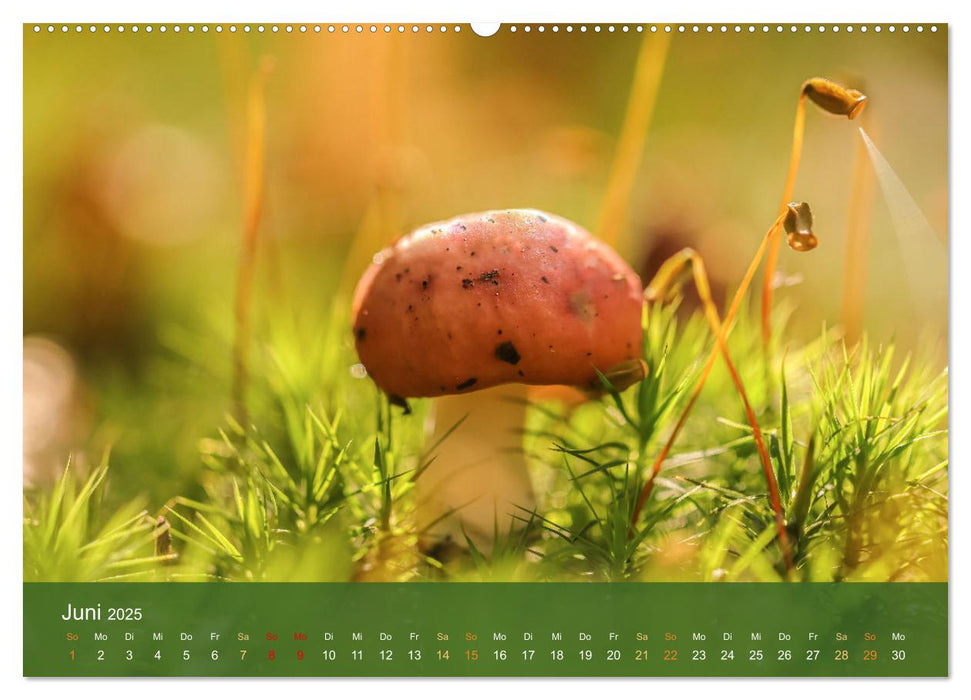 Die magische Welt der Pilze (CALVENDO Premium Wandkalender 2025)