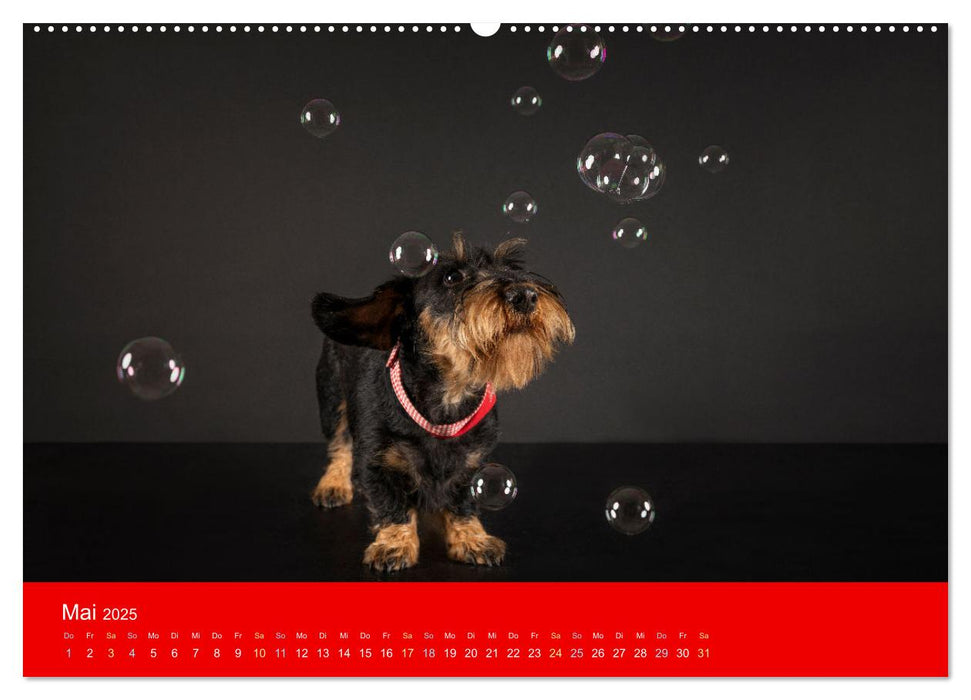 Bezaubernde Dackel (CALVENDO Premium Wandkalender 2025)