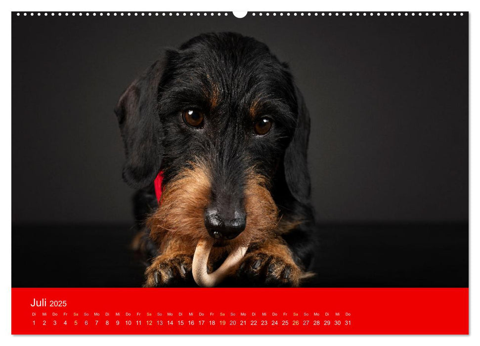 Bezaubernde Dackel (CALVENDO Premium Wandkalender 2025)