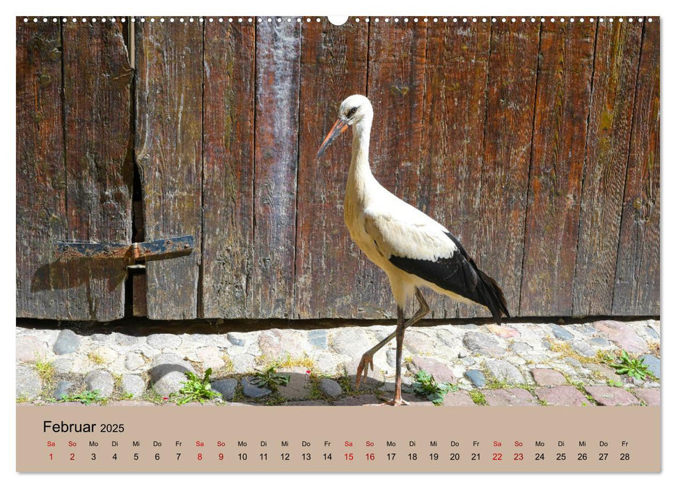 Der Storchenkalender (CALVENDO Premium Wandkalender 2025)