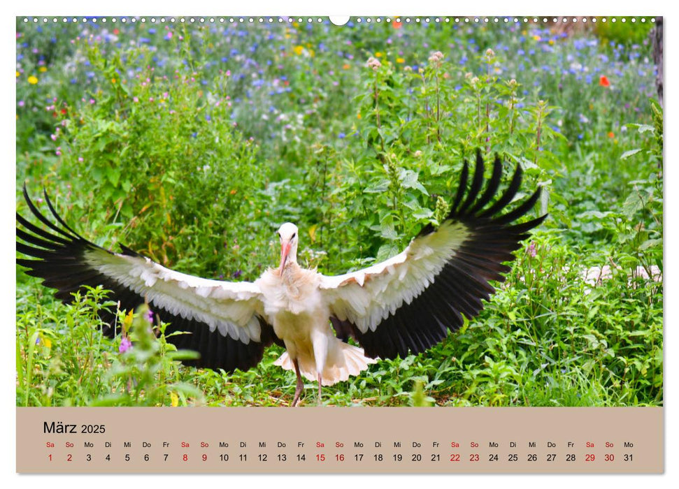 Der Storchenkalender (CALVENDO Premium Wandkalender 2025)