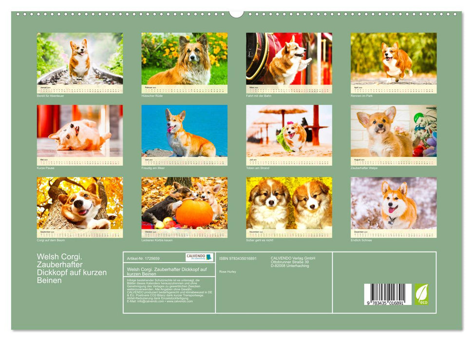 Welsh Corgi. Zauberhafter Dickkopf auf kurzen Beinen (CALVENDO Premium Wandkalender 2025)