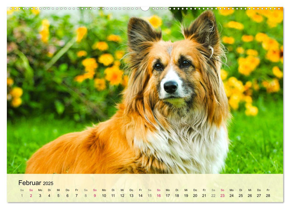 Welsh Corgi. Zauberhafter Dickkopf auf kurzen Beinen (CALVENDO Premium Wandkalender 2025)