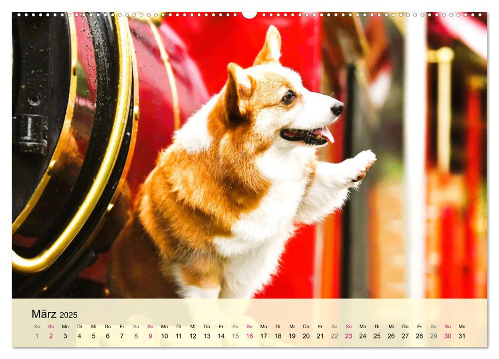 Welsh Corgi. Zauberhafter Dickkopf auf kurzen Beinen (CALVENDO Premium Wandkalender 2025)