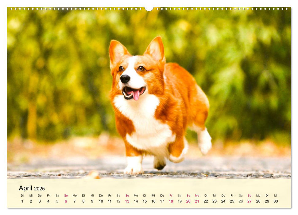 Welsh Corgi. Zauberhafter Dickkopf auf kurzen Beinen (CALVENDO Premium Wandkalender 2025)