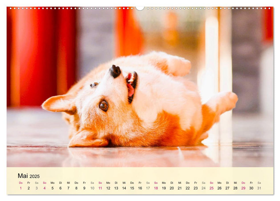 Welsh Corgi. Zauberhafter Dickkopf auf kurzen Beinen (CALVENDO Premium Wandkalender 2025)