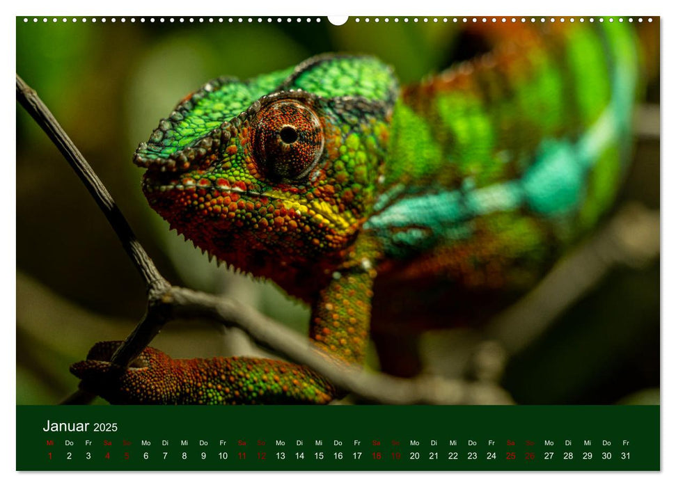 Reptilien & Amphibien Portraits (CALVENDO Premium Wandkalender 2025)