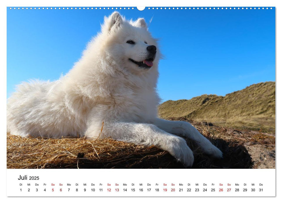 Ein Samojede am Meer (CALVENDO Premium Wandkalender 2025)