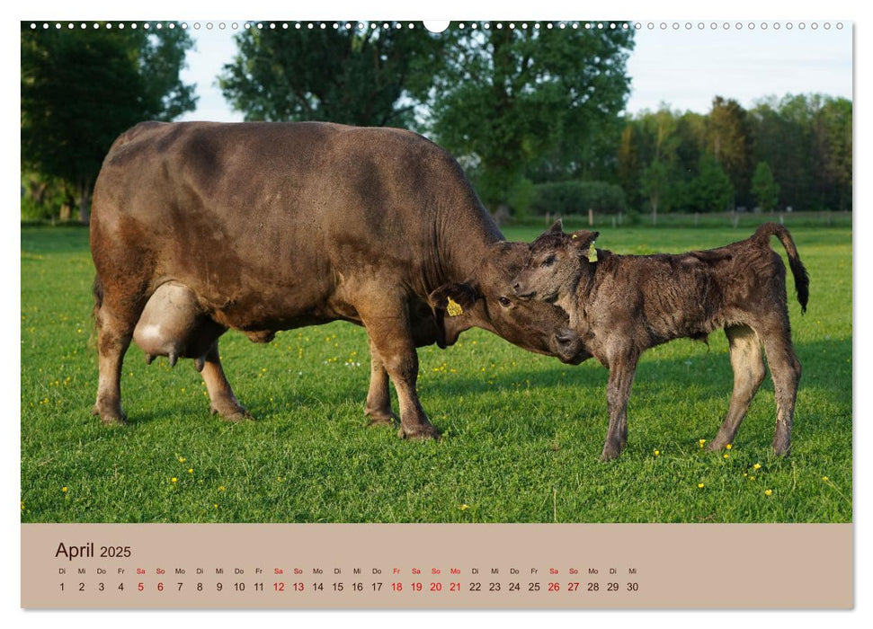 Bauernhoftiere - Von Klein bis Groß, mit Fell und mit Federn. (CALVENDO Premium Wandkalender 2025)