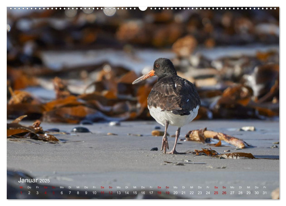 Vögel an Deutschlands Küsten (CALVENDO Premium Wandkalender 2025)