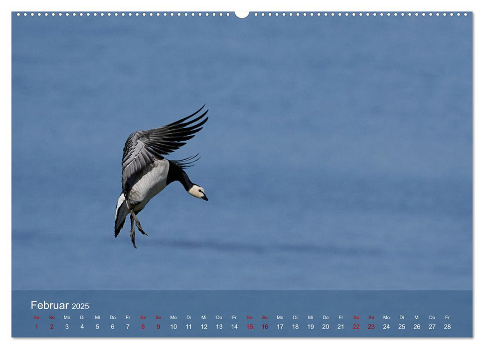 Vögel an Deutschlands Küsten (CALVENDO Premium Wandkalender 2025)