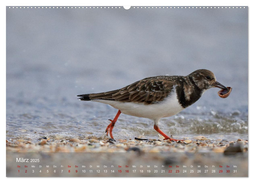 Vögel an Deutschlands Küsten (CALVENDO Premium Wandkalender 2025)