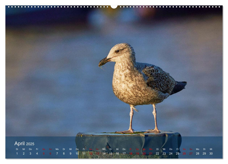 Vögel an Deutschlands Küsten (CALVENDO Premium Wandkalender 2025)