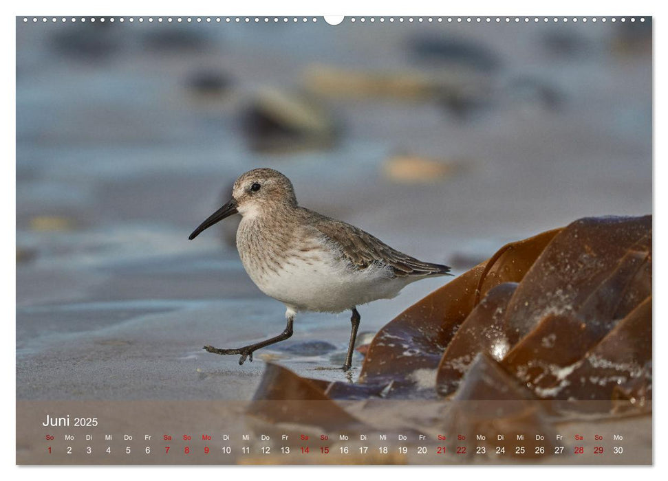 Vögel an Deutschlands Küsten (CALVENDO Premium Wandkalender 2025)