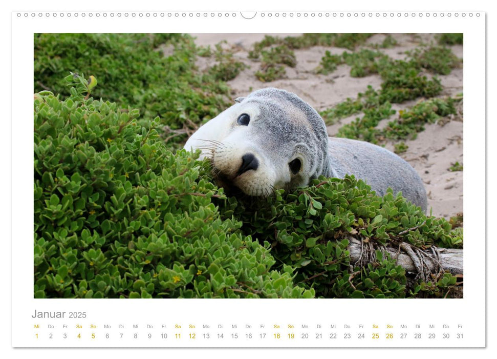 Ein Lächeln für die Tierwelt (CALVENDO Premium Wandkalender 2025)