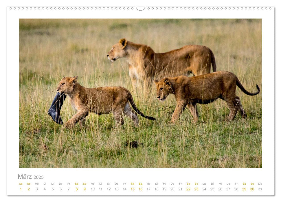 Ein Lächeln für die Tierwelt (CALVENDO Premium Wandkalender 2025)