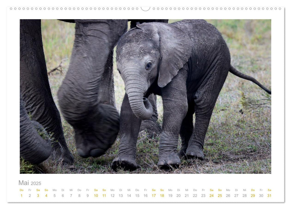 Ein Lächeln für die Tierwelt (CALVENDO Premium Wandkalender 2025)