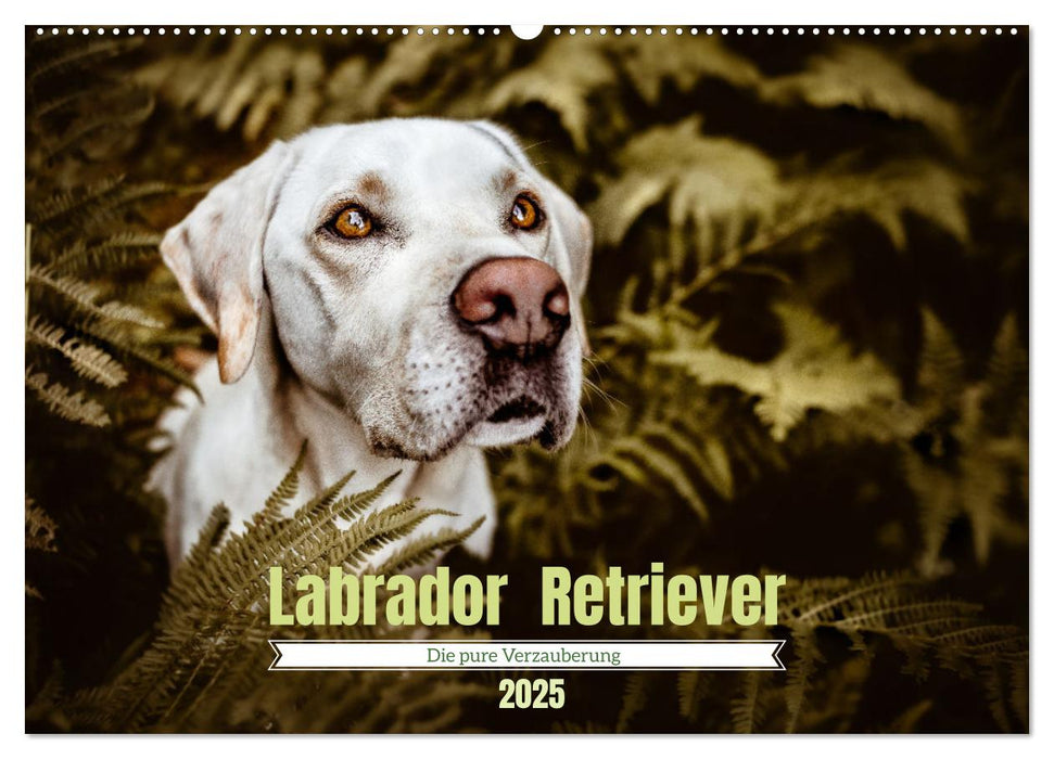 Verzauberung Labrador Retriever 2025 (CALVENDO Wandkalender 2025)