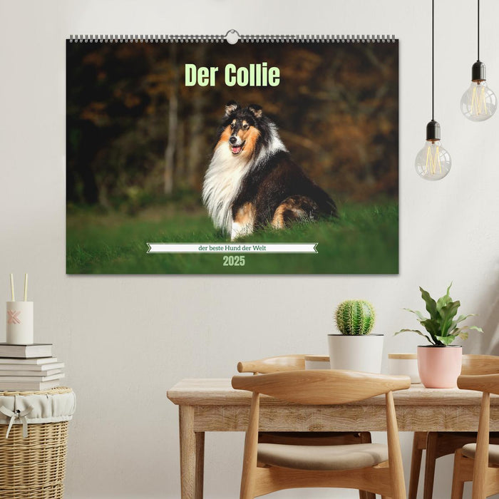 Der Collie der beste Hund der Welt (CALVENDO Wandkalender 2025)