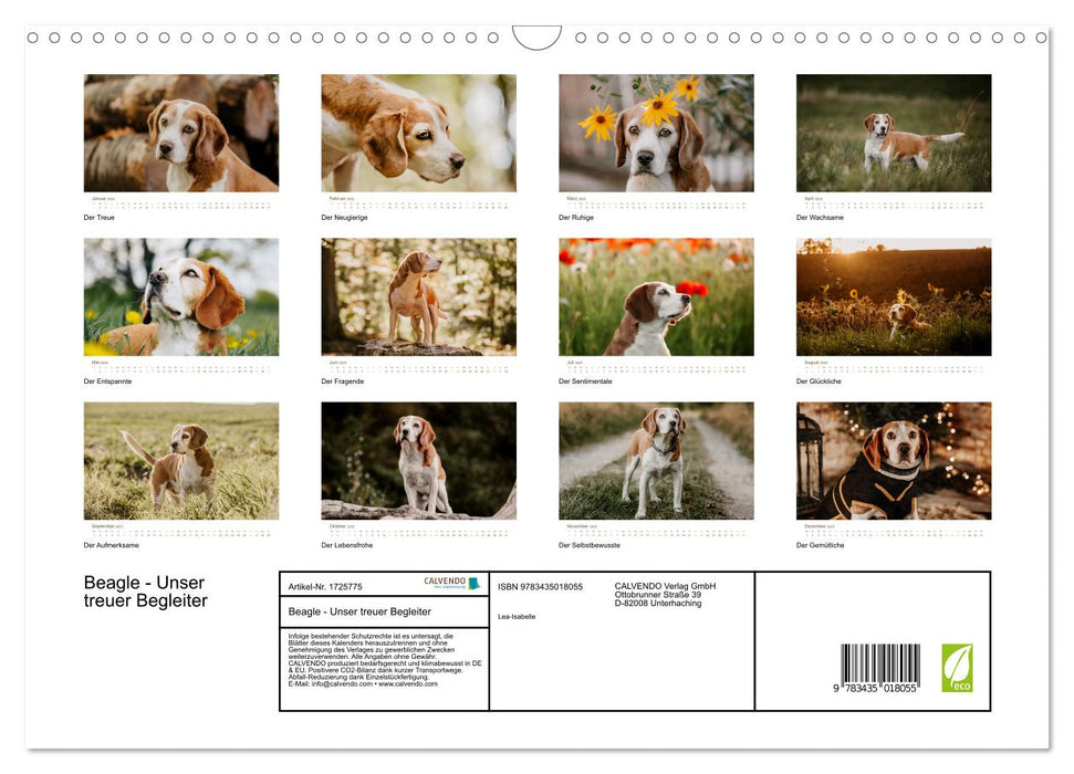 Beagle - Unser treuer Begleiter (CALVENDO Wandkalender 2025)