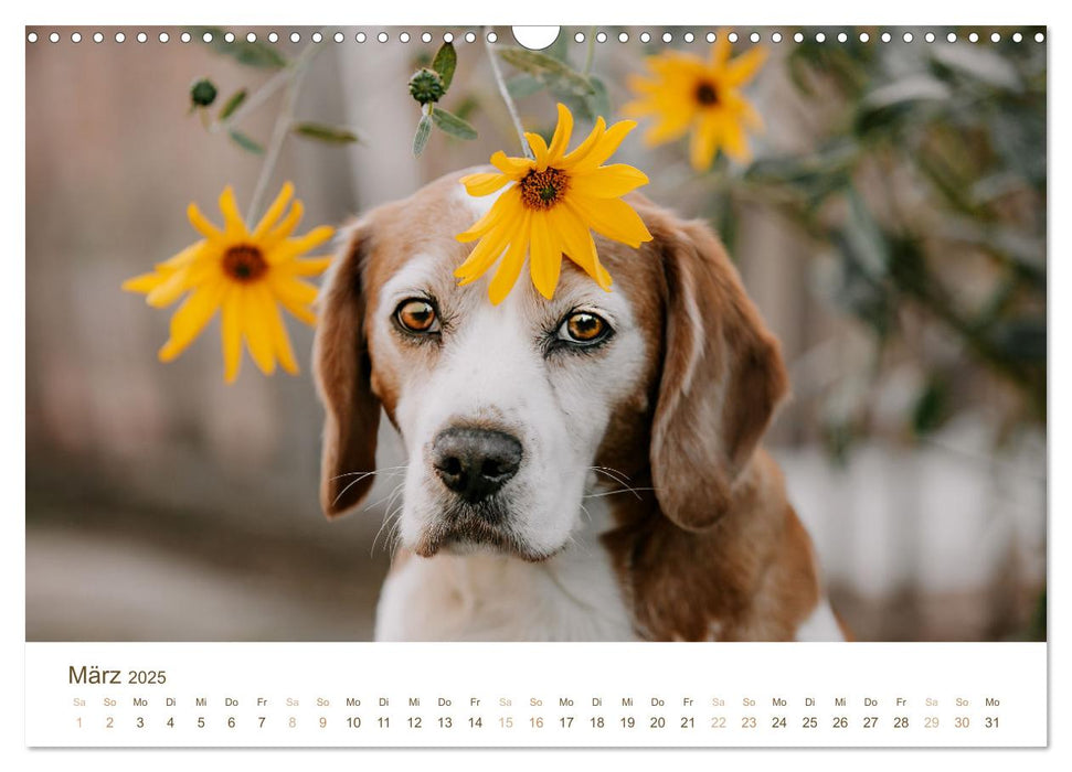 Beagle - Unser treuer Begleiter (CALVENDO Wandkalender 2025)