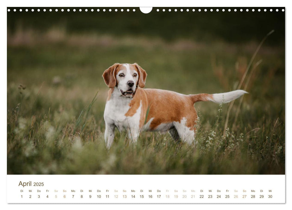 Beagle - Unser treuer Begleiter (CALVENDO Wandkalender 2025)