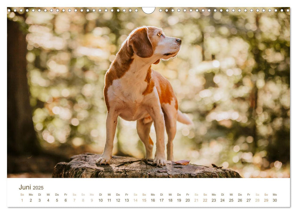 Beagle - Unser treuer Begleiter (CALVENDO Wandkalender 2025)