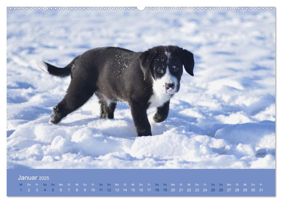 HUNDE - Lassen unsere Herzen höher schlagen (CALVENDO Premium Wandkalender 2025)