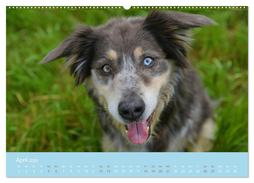 HUNDE - Lassen unsere Herzen höher schlagen (CALVENDO Premium Wandkalender 2025)