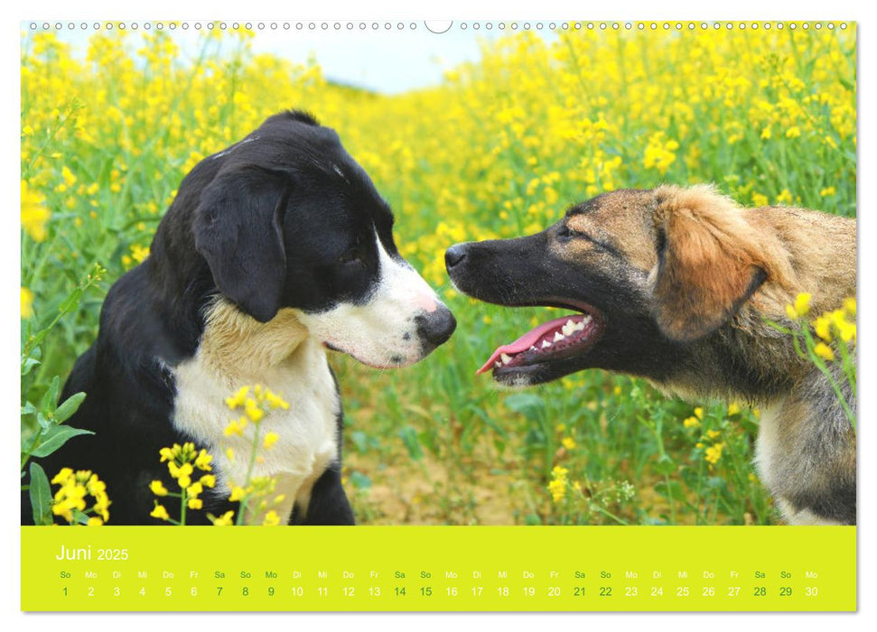 HUNDE - Lassen unsere Herzen höher schlagen (CALVENDO Premium Wandkalender 2025)