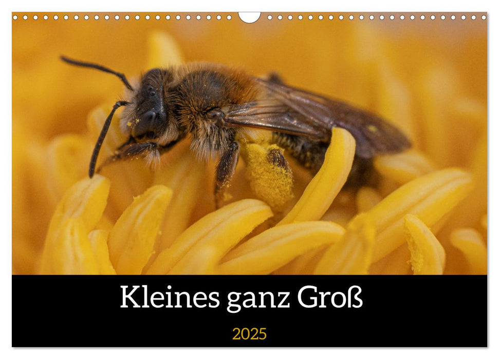 Kleines ganz Groß (CALVENDO Wandkalender 2025)