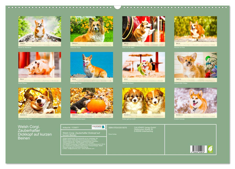 Welsh Corgi. Zauberhafter Dickkopf auf kurzen Beinen (CALVENDO Wandkalender 2025)