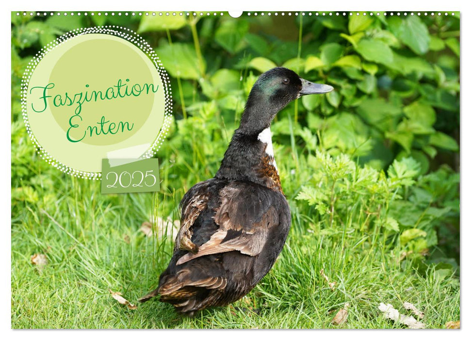 Faszination Enten (CALVENDO Wandkalender 2025)