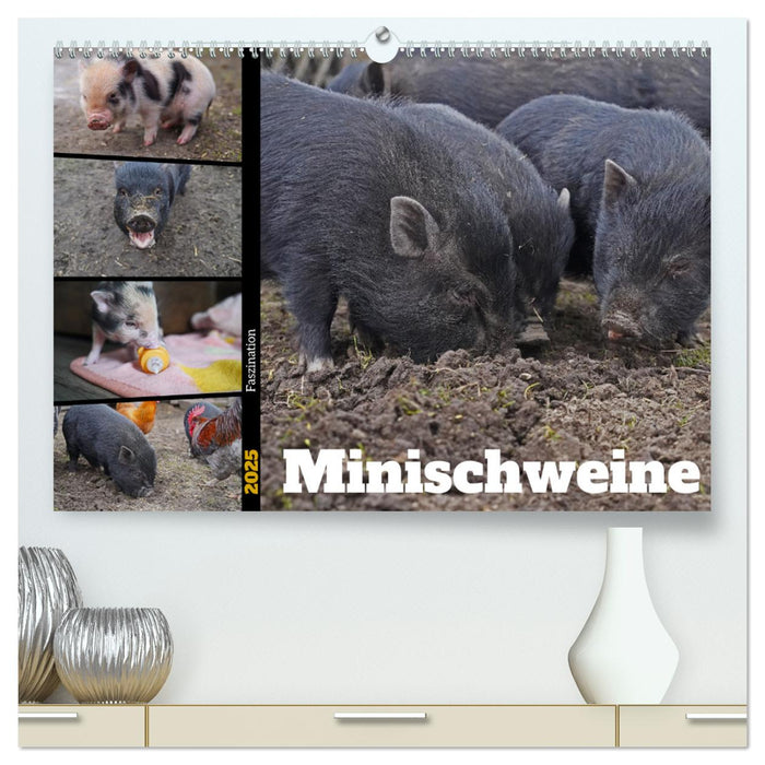 Faszination Minischweine (CALVENDO Premium Wandkalender 2025)