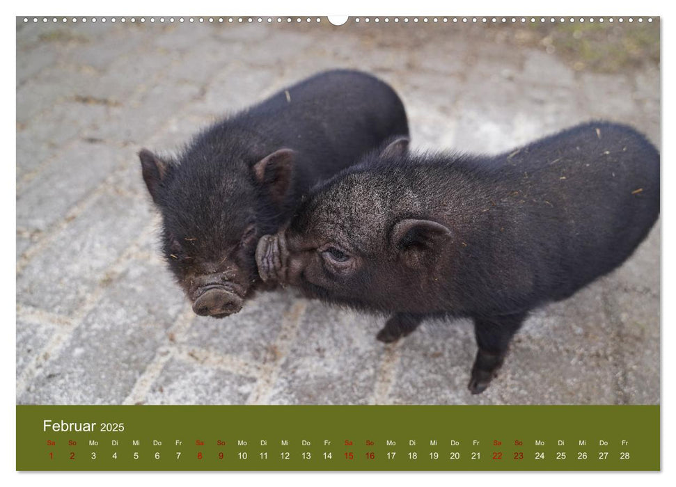 Faszination Minischweine (CALVENDO Premium Wandkalender 2025)