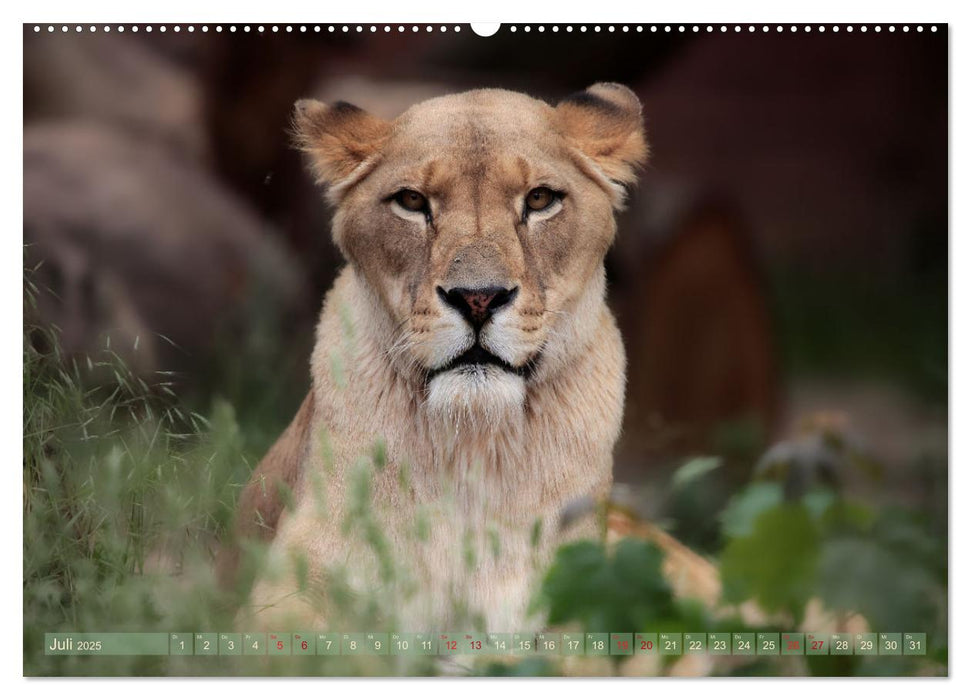 Tierische PORTRAITS hautNAH (CALVENDO Premium Wandkalender 2025)