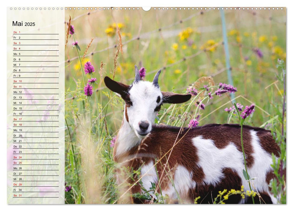 Tauernschecken-Ziegen (CALVENDO Premium Wandkalender 2025)